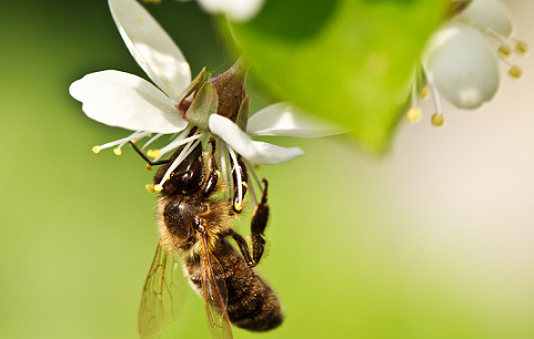 Bee Vectoring Technology: Harnessing the Power of Nature’s Best Workers